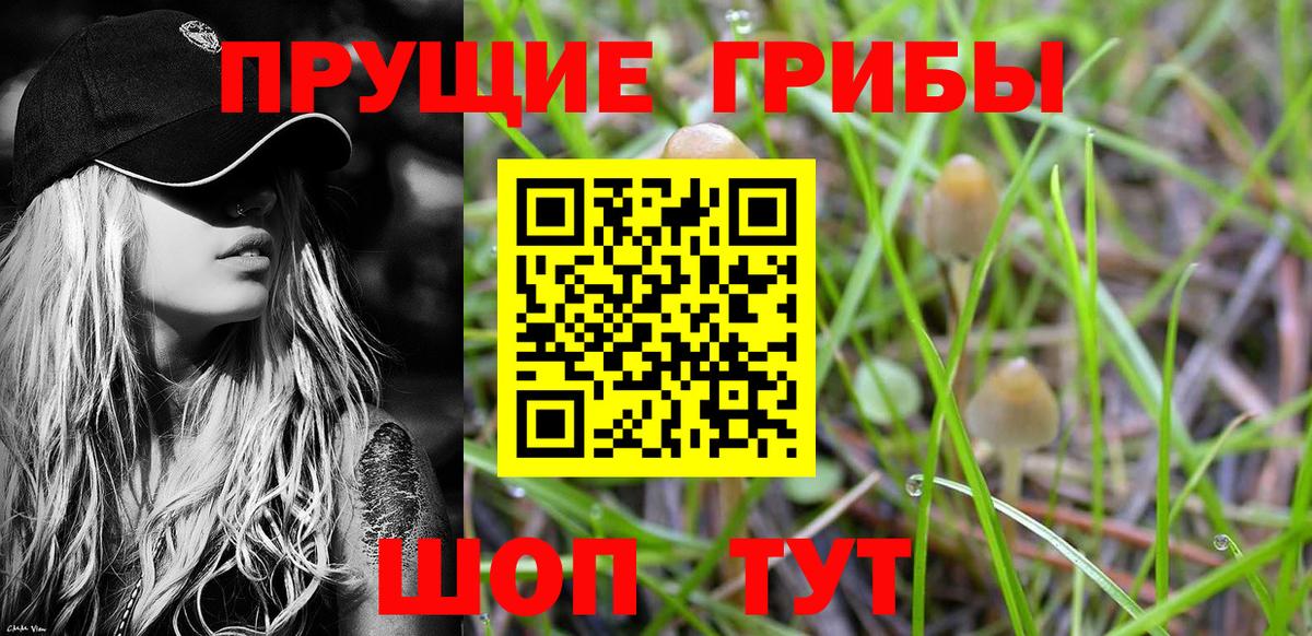 Галлюциногенные грибы Cubensis Муравленко